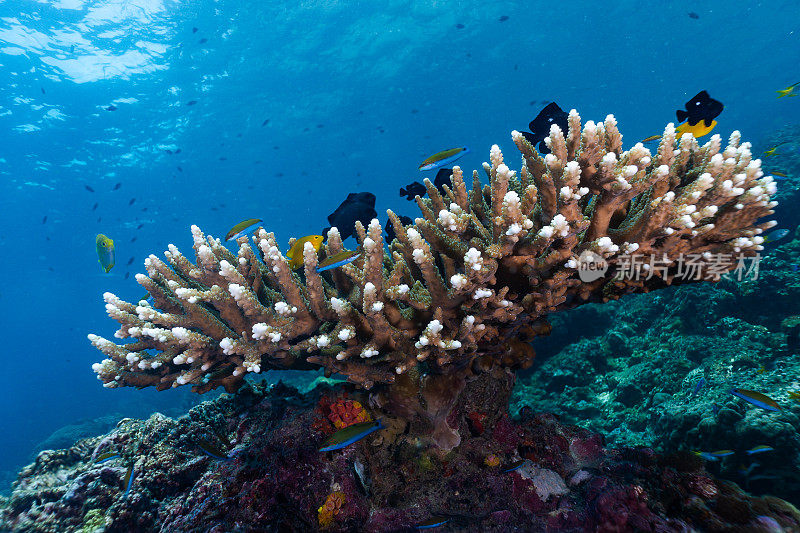 小热带鱼(Dascyllus trimaculatus)浅滩上脆弱的鹿角珊瑚(Acropora)， Koh Haa群岛，甲米，安达曼海，泰国。